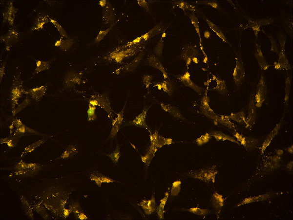 MV20-N 顯微鏡攝像頭 攝像頭 MV20-N 顯微鏡攝像頭 攝像頭
